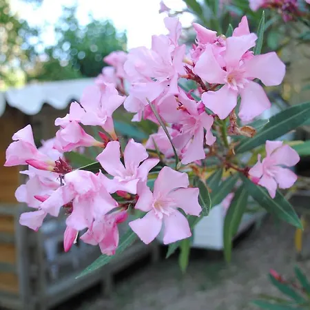 Lou Parque de Campismo